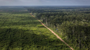 Ilustrasi-Hutan-Alam-Sumatera-Barat