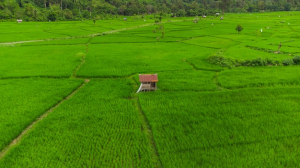 this-photo-tells-about-beauty-very-beautiful-rice-fields-aceh-besar-aceh-indonesia_472459-114