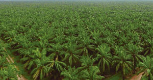 Palm-Oil-Plantation
