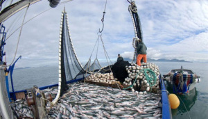 illegal-fishing