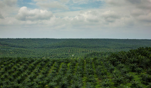 plantation1