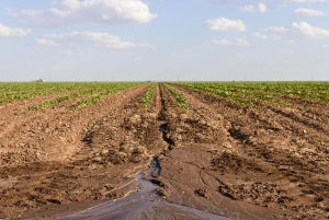Ralls-Drought-TTh-TT-10