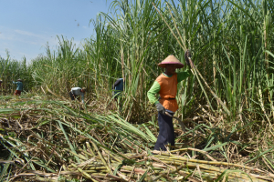 sugarcane-merauke