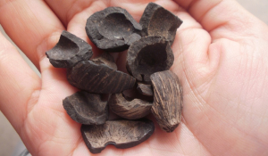 cangkang-sawit-palm-kernel-shell