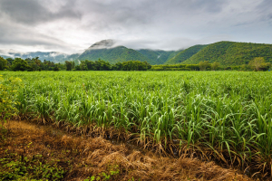 Field-sugarcane-St-George-Parish-Barbados