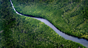 Forest-Borneo-scaled