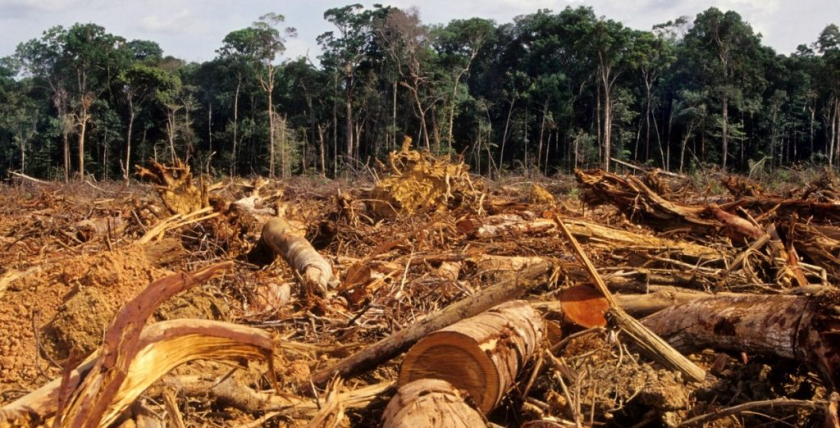 deforestation-2-1024x522-1