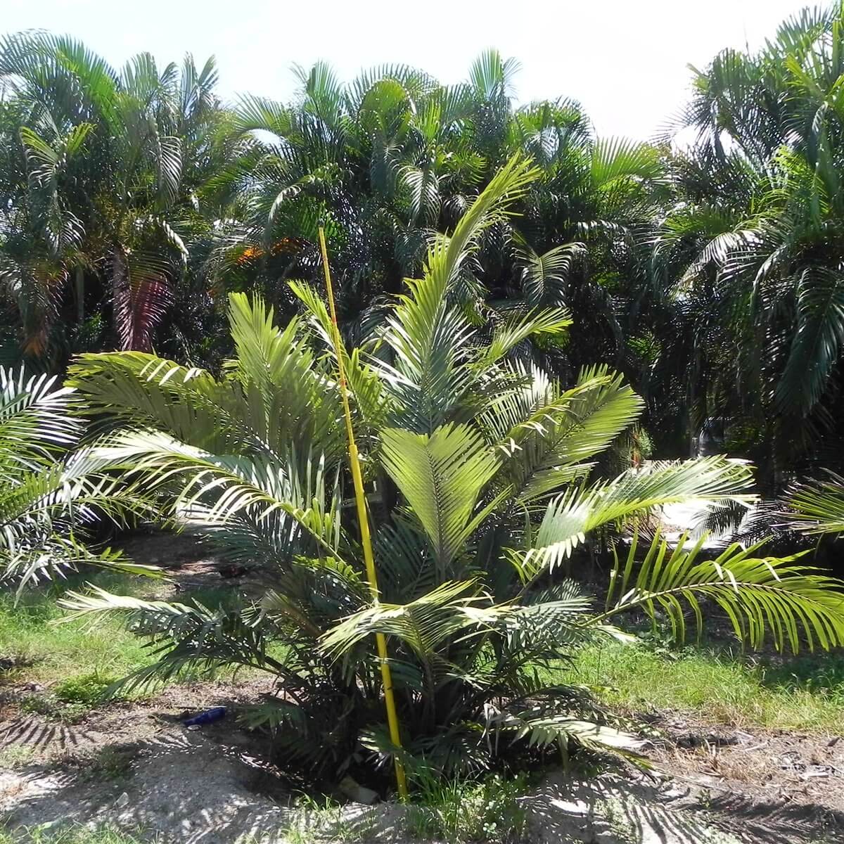 Sugar palm - image source: Palmco