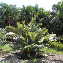 Sugar palm - image source: Palmco