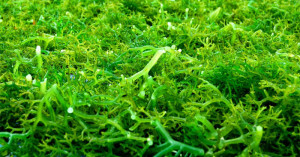 Rumput Laut - image source: Universitas Airlangga