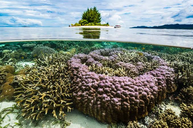 dok: Papua Eco