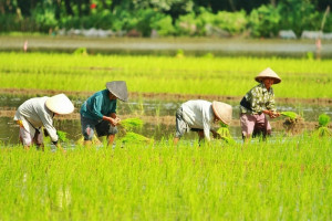 Farmers image source: Lentera DESA