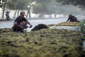 Semen Merah Putih - image source ANTARA FOTO/PUTRA M. AKBAR/RWA.