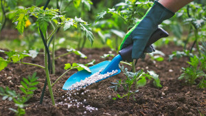 Fertilizer - image source: www.otoolesgardencenters.com