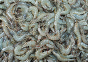 Shrimp - IPB Digitani