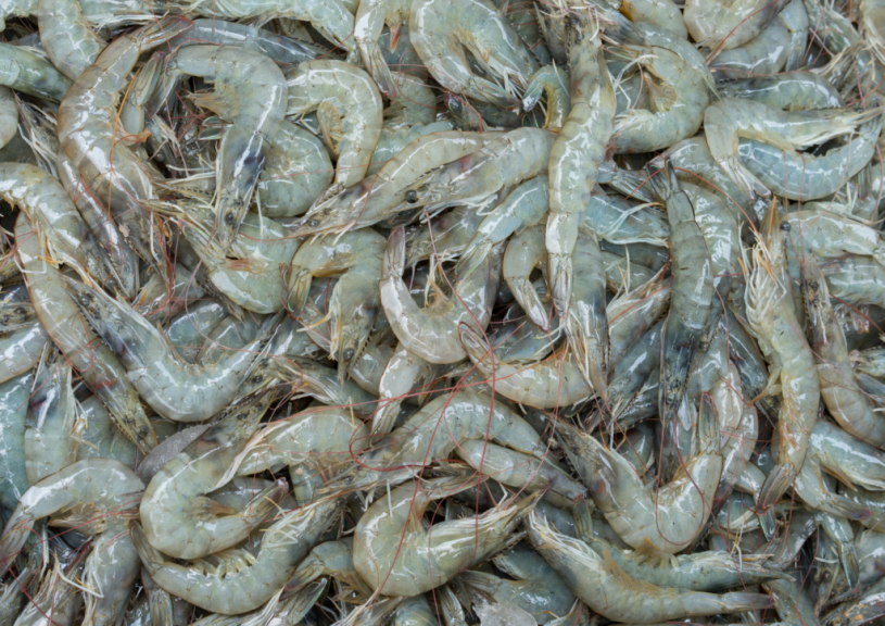 Shrimp - IPB Digitani