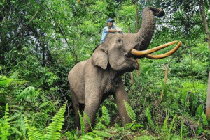 Indonesia Business Post