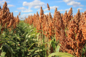 sorghum